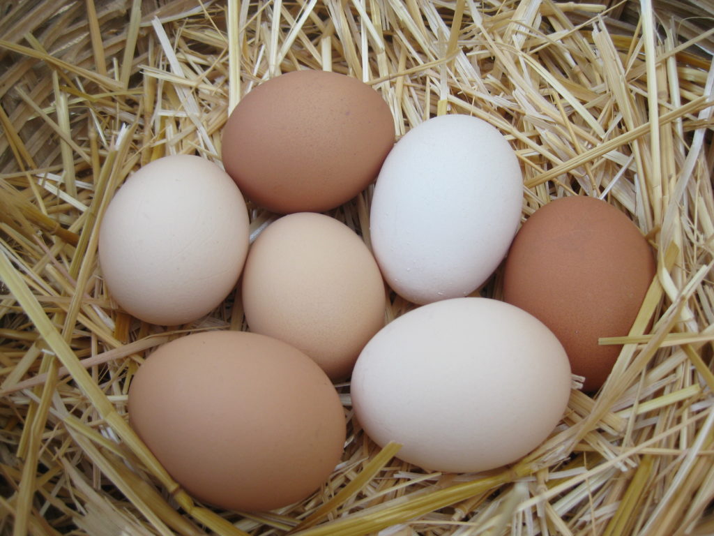 huevos ecológicos